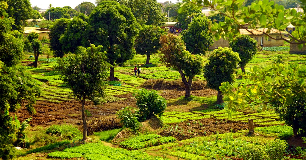Lush green farmland with trees in Tenkodogo, exhibiting a rural landscape.