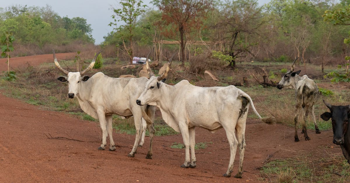 Zebu cattle on a dirt road amidst trees in Dassa, Benin.