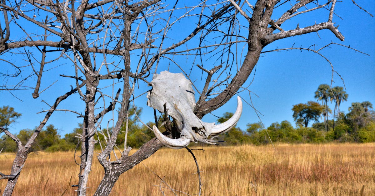A warthog skull hanging on a tree in the Botswana savanna under a clear blue sky.