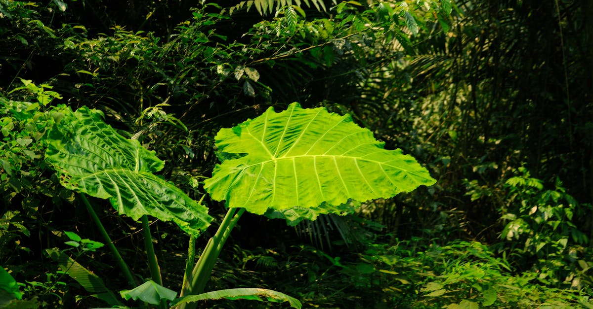 Vibrant green foliage of giant leaves in a dense tropical jungle, Ninh Bình, Vietnam.