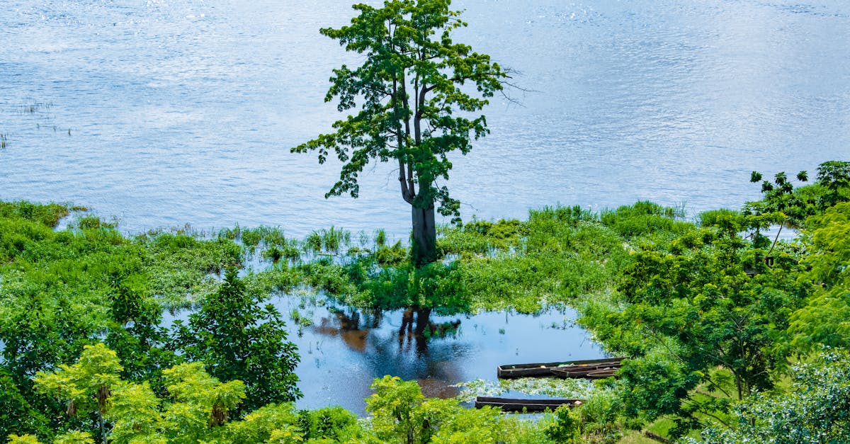A lone tree standing by the riverbanks in Brazzaville, Congo.