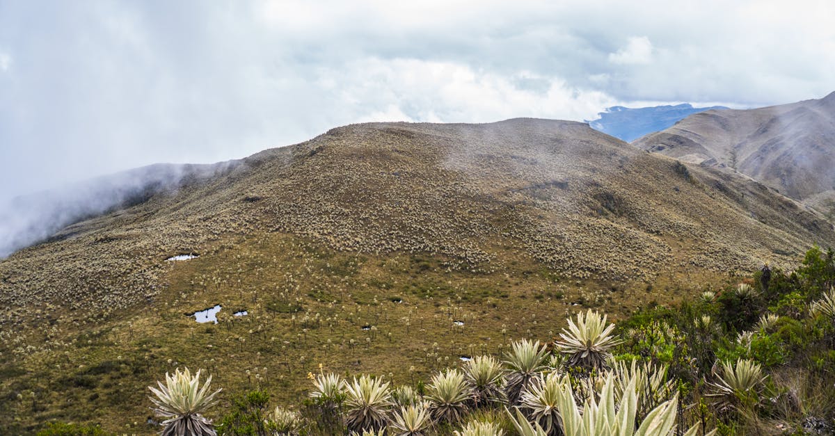 Explore the lush paramo landscape of Choachí, Cundinamarca, Colombia with misty hills and frailejón plants.
