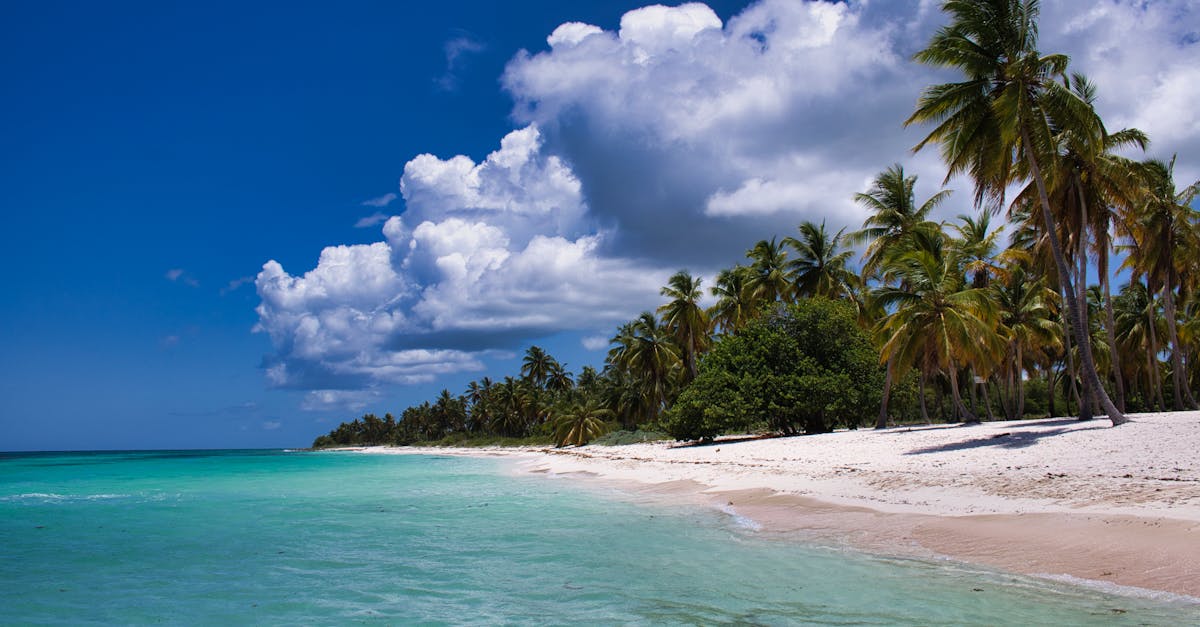 Serene tropical beach scene with palm trees, clear ocean, and vibrant blue sky.