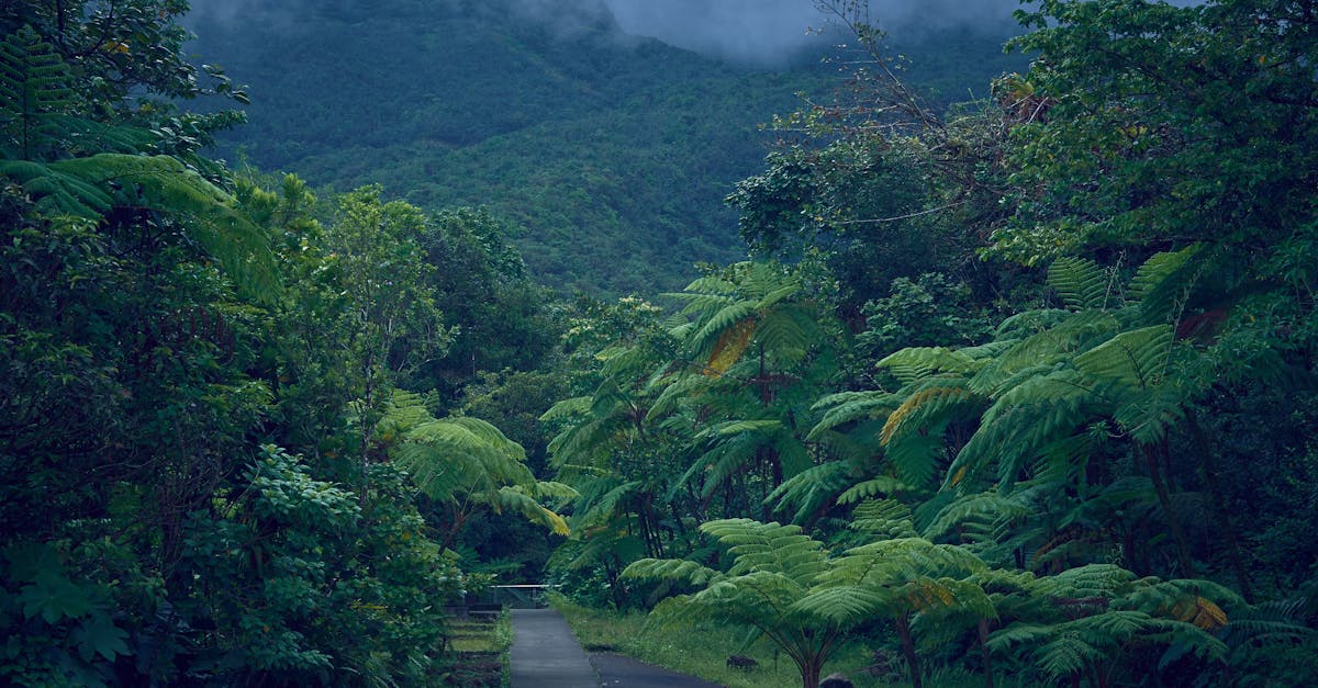 Explore a verdant pathway surrounded by lush foliage in the misty mountains of Guadeloupe.