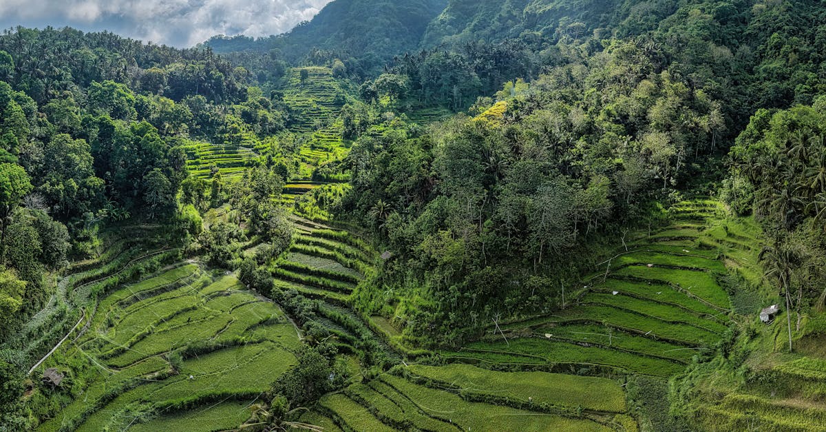 Aerial view of lush green rice terraces amidst mountains in Bali, Indonesia.