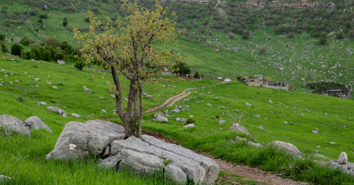 A tranquil scene of a green mountainous landscape with a lone tree and rural path in Kurdistan during spring.