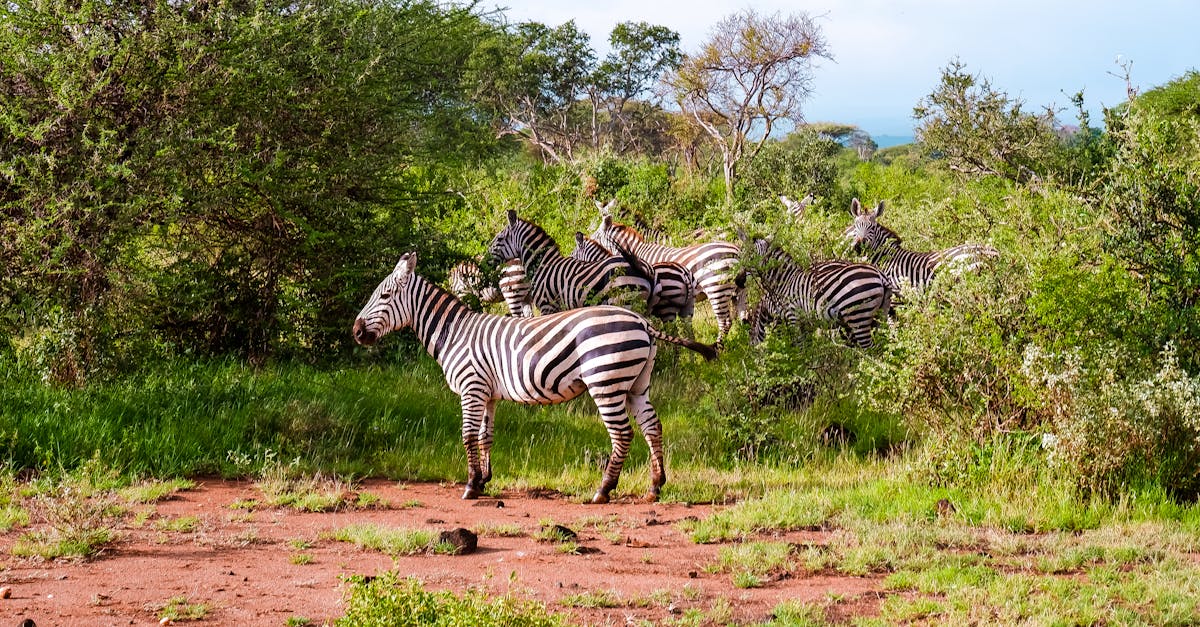 A group of zebras roam the lush bushland in Makueni County, Kenya, showcasing wildlife in its natural habitat.