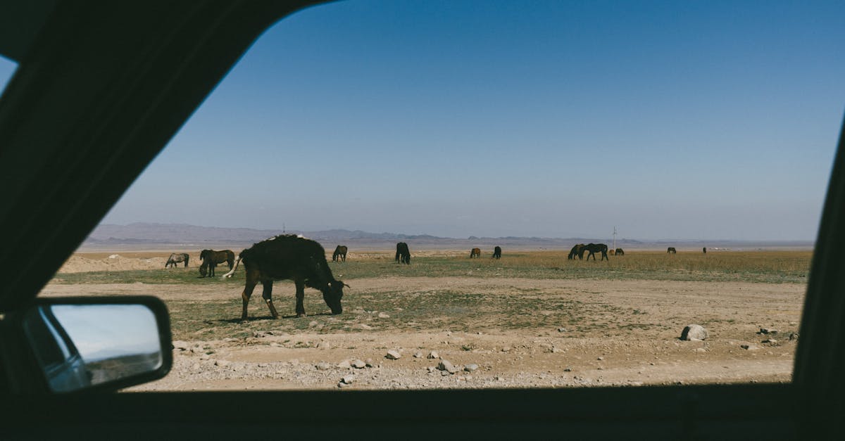 View of cows grazing in Kazakhstan's plains through a car window under a clear blue sky.
