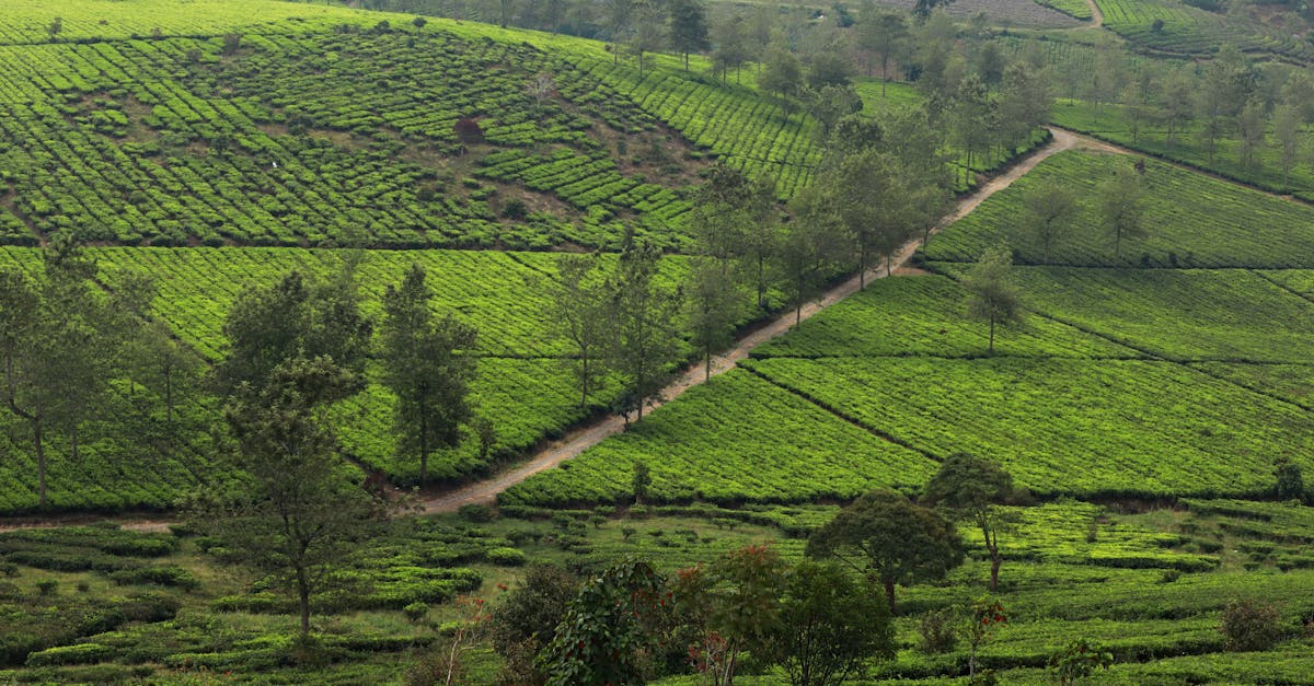 Beautiful aerial view of verdant tea fields in Indonesia's countryside.