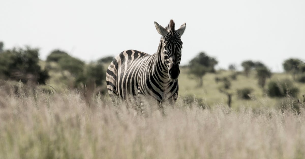 A zebra stands amidst tall grass in a serene African savanna landscape.