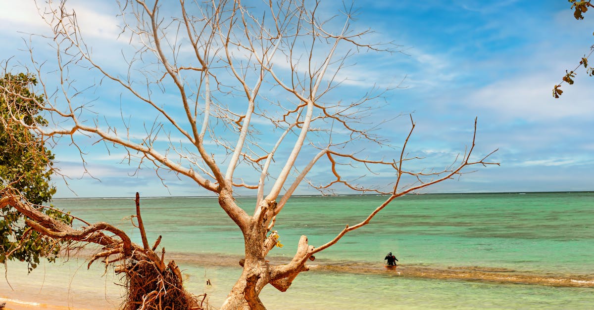 A serene beach scene in Samoa with a fallen tree and vibrant blue sea.